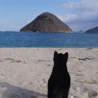 海の向こうが気になりすぎるネコ　　たーちゃう。さん