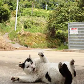おやつがもらえないとダダをこねすぎるネコ　　土居　一彦さん