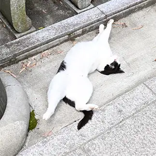 阿波踊りすぎるネコ　　仙城　彩漓さん