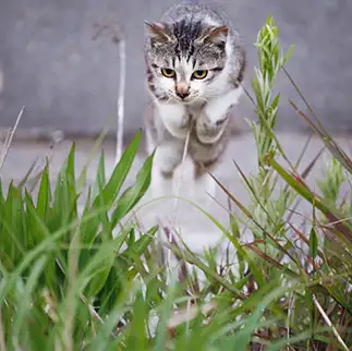 飛び越えすぎるネコ おげんさん