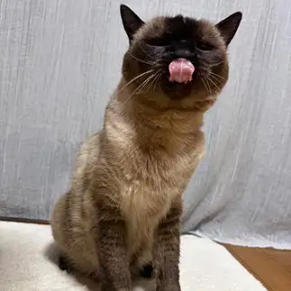 舌が長すぎるネコ　　ももさんさん