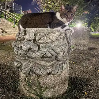 重すぎるネコ　　ぴよえもんさん
