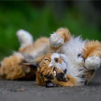 ゴロンにゃんすぎるネコ　　けんたけ＊猫写真さん