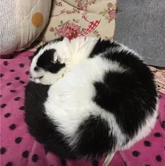 マルモット風すぎるネコ　　ぱんだるさん