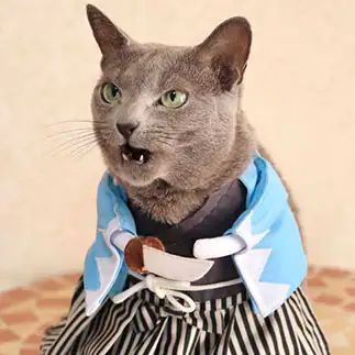 演技が上手すぎるネコ　　かなさん