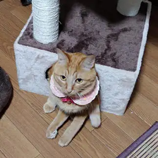 二頭身すぎるネコ　　teaさん