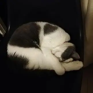 抱え込みすぎるネコ　　ギブままさん