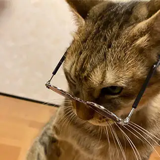 老眼鏡のおばあちゃんすぎるネコ　　sava_ohanaさん