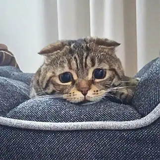 困り顔すぎるネコ　　たっちゃんさん