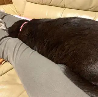 脚に顔がはまりすぎるネコ　　ともさん