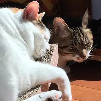 おだやかすぎるネコ　　あられのママさん