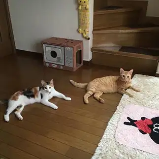 シンクロすぎるネコ　　ちゃけさん