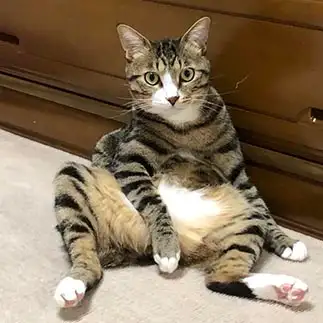 ピンポイントで隠しすぎるネコ　　くるみさん