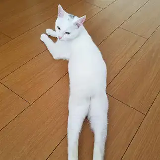 美脚すぎるネコ　　佐々木真弓さん
