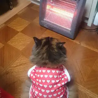 あたたまりすぎるネコ　　はぴふにさん