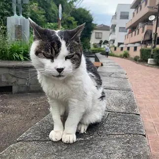 目つきが悪すぎるネコ　　不破亜里沙さん