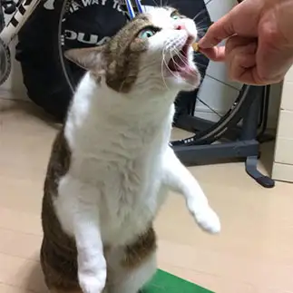 立ち上がりすぎるネコ　　キジ白マダムさん