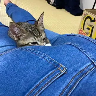 お尻でリラックスしすぎるネコ　　田村小町さん