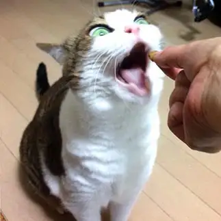 雛鳥すぎるネコ　　キジ白マダムさん