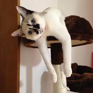 芸術すぎるネコ　　猪狩 有紀さん