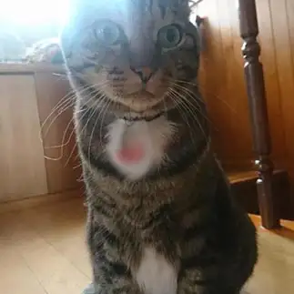 玄関の鍵を閉めたか急に不安になりすぎるネコ　　新八さんさん