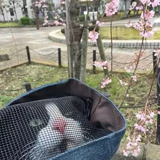 お花見したすぎるネコ　　poponet0918さん