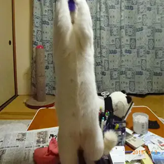 お見事すぎるネコ　　小林富美さん
