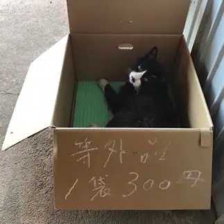 たしかに等外品すぎるネコ　　わさびさん