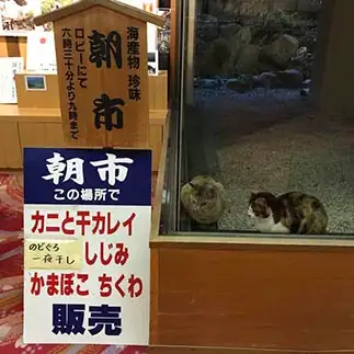 分厚いガラスが切なすぎるネコ　　わさびさん