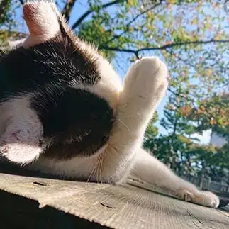 太陽が眩しすぎるネコ　　三毛ちゃんさん
