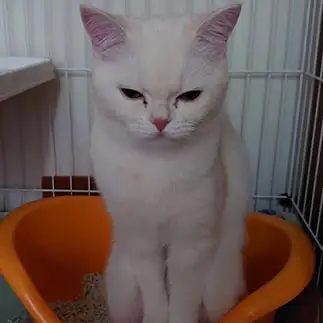 トイレで踏ん張りすぎるねこすぎるネコ　　み―ちゃんさん
