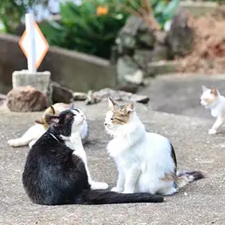 話を聞く気がないのがバレバレすぎるネコ　　土居 一彦さん
