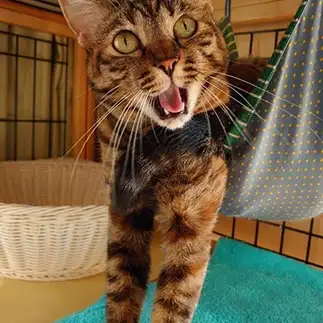 まじで！？すぎるネコ　　neco3さん