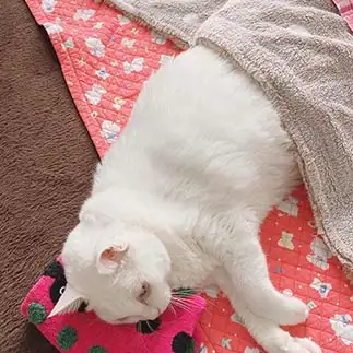 寝相が人間みたいすぎるネコ　　めいえりさん
