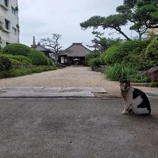 守り神すぎるネコ　　すーたろうさん