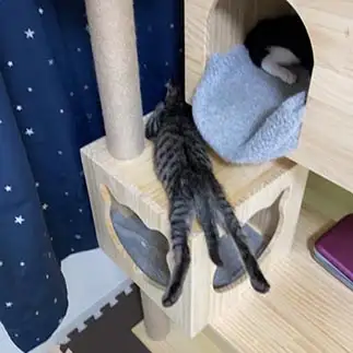 キワドイ場所で、くつろぎすぎるネコ　　きどっこさん