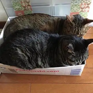ぎっしりすぎるネコ　　さばこさん