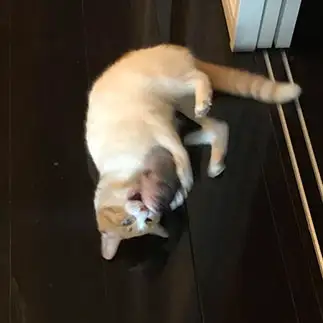 サンマ好きすぎるネコ　　ネッコスケさん
