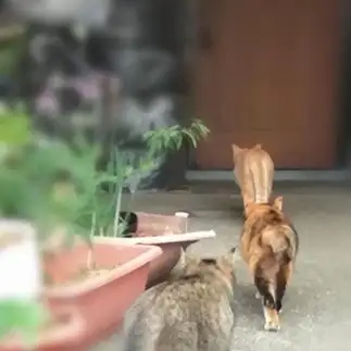 ステイホームすぎるネコ　　ユーイチさん