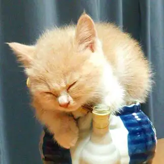 ヘソで茶の暖かさを感じすぎるネコ　　ブリッジ・ローガンさん
