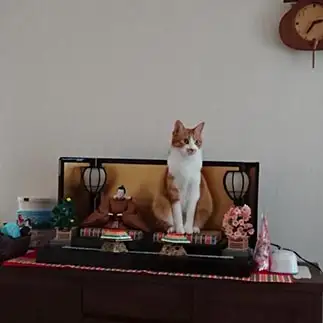 お雛様すぎるネコ　　しみず まろさん