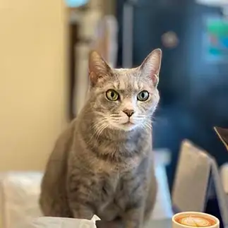 ガン見しすぎるネコ　　茶々さん