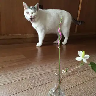 花とギャップありすぎるネコ　　佐々木瑠依さん