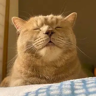 極楽すぎるネコ　　ちいさん