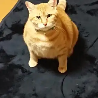 まんまるすぎるネコ　　わんたんさん