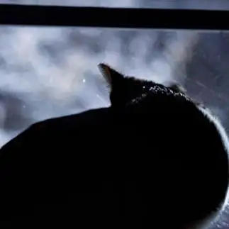 雪で飛べないcatmanに似すぎるネコ　　タオさん