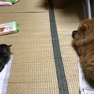 お互いに遠慮しすぎるネコ　　西岡ひろみさん