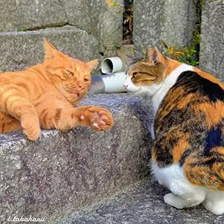真剣に猫にらめっこをしすぎるネコ　　t.takaharuさん