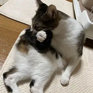 鍵しっぽが便利すぎるネコ　　モクレンさん