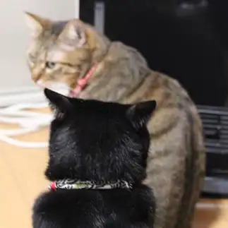 順番待ちしている後ろ姿が切なすぎるネコ　　紫苑さん